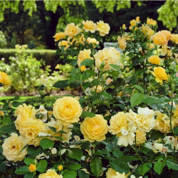 Acqua Garden Flowers Rose 'Absolutely Fabulous'