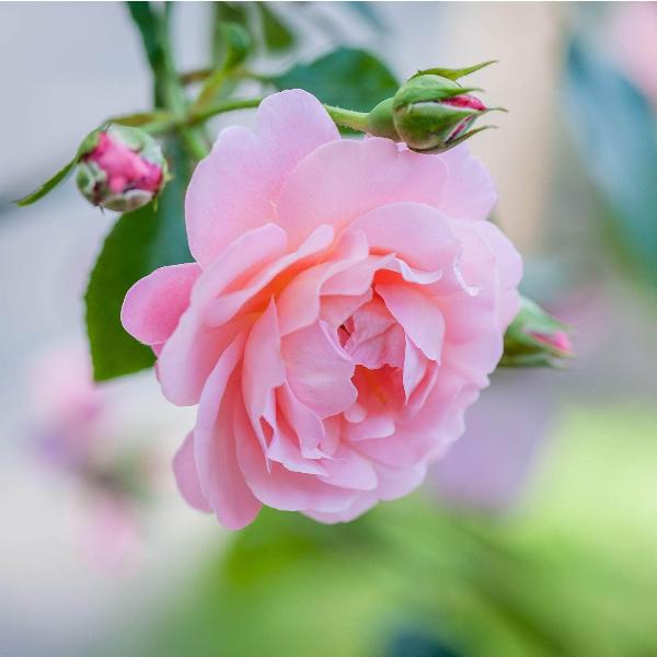 Acqua Garden Flowers Rose 'Albertine'