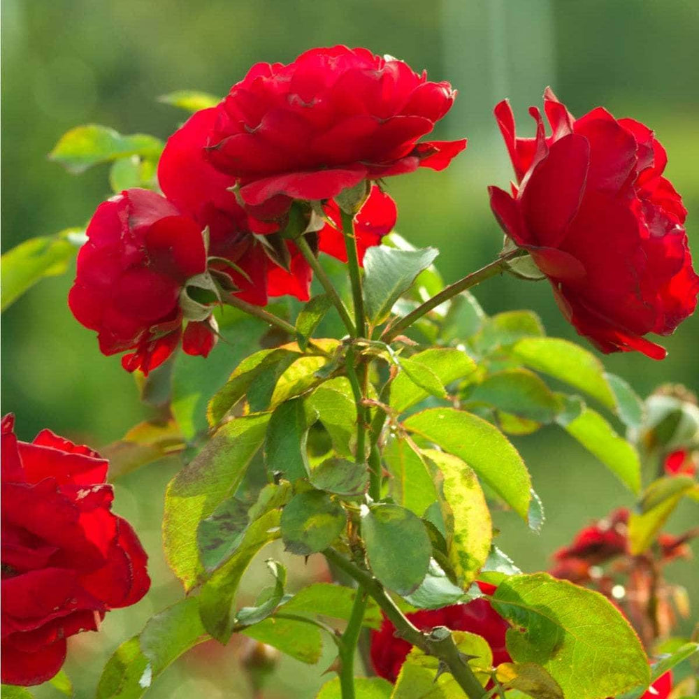 Acqua Garden Flowers Rose 'Birthday Wishes'