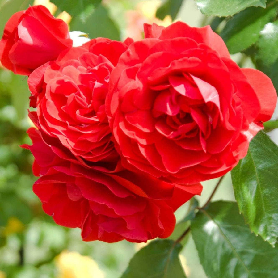 Acqua Garden Flowers Rose 'Birthday Wishes'