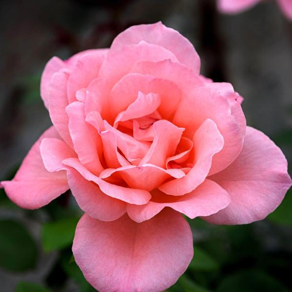 Acqua Garden Flowers Rose 'Blessings'