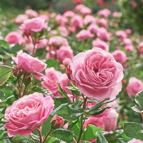 Acqua Garden Flowers Rose 'Blessings'