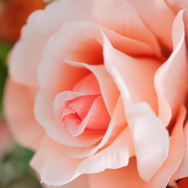 Acqua Garden Flowers Rose 'Breath of Life'