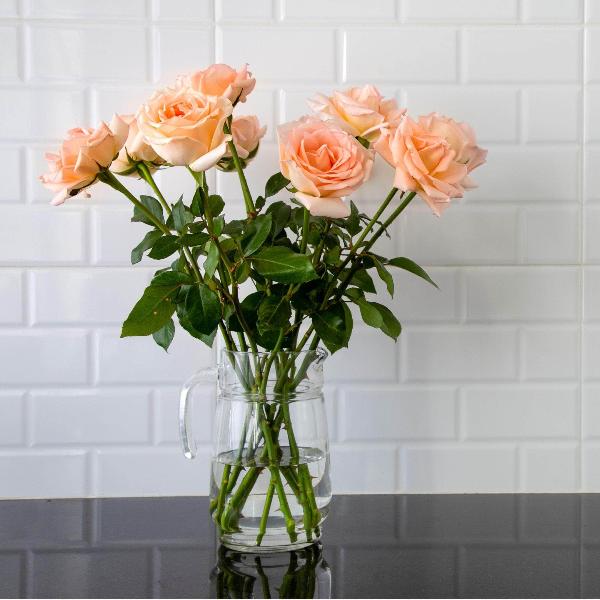 Acqua Garden Flowers Rose 'Breath of Life'