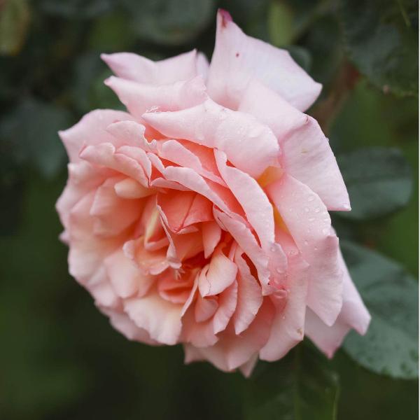 Acqua Garden Flowers Rose 'Compassion'