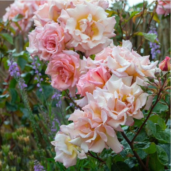 Acqua Garden Flowers Rose 'Compassion'