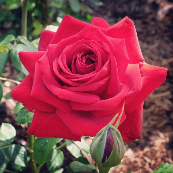 Acqua Garden Flowers Rose 'Deep Secret'