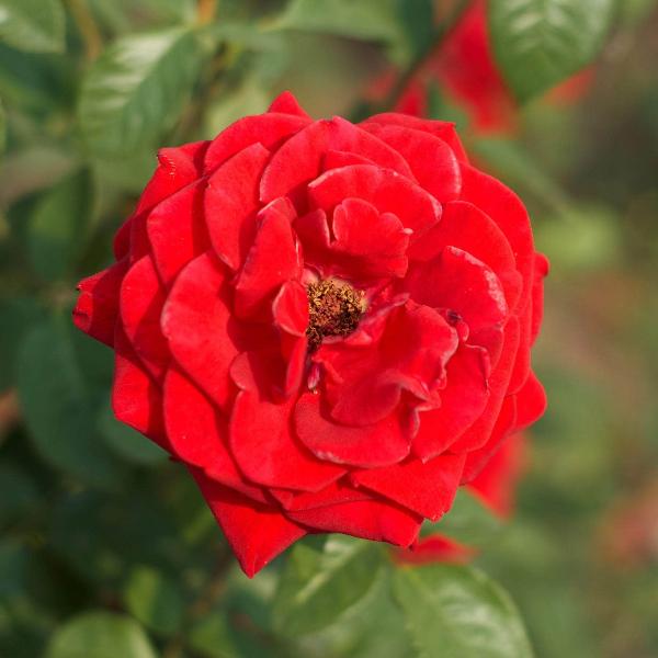 Acqua Garden Flowers Rose 'Evelyn Fison'