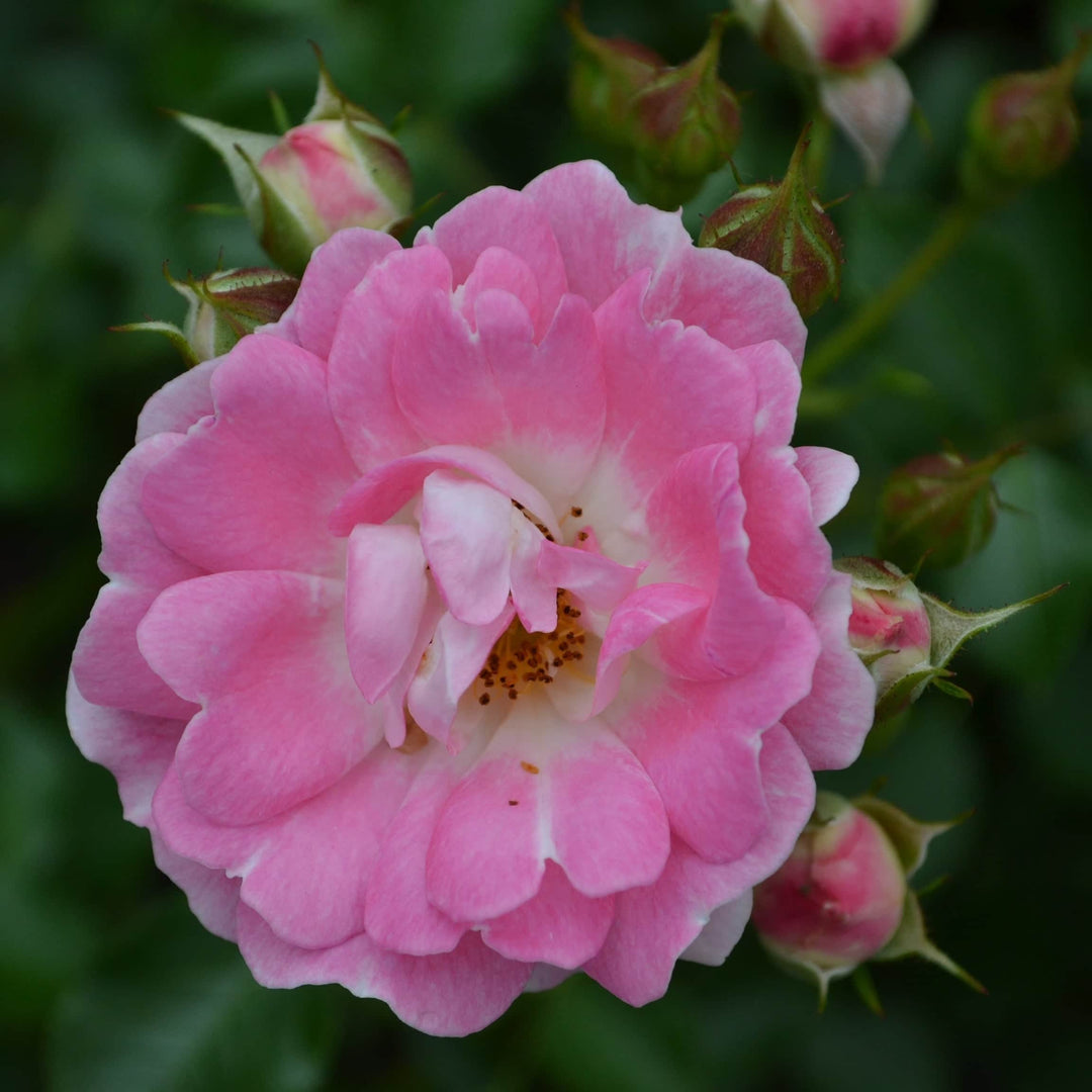 Acqua Garden Flowers Rose 'Flirt'