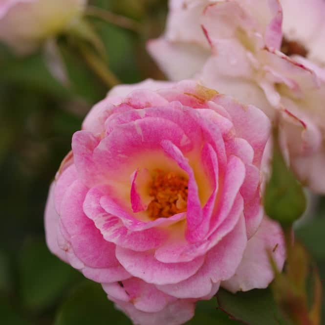 Acqua Garden Flowers Rose 'Flirt'