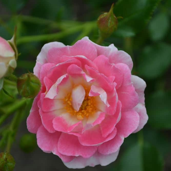 Acqua Garden Flowers Rose 'Flirt'