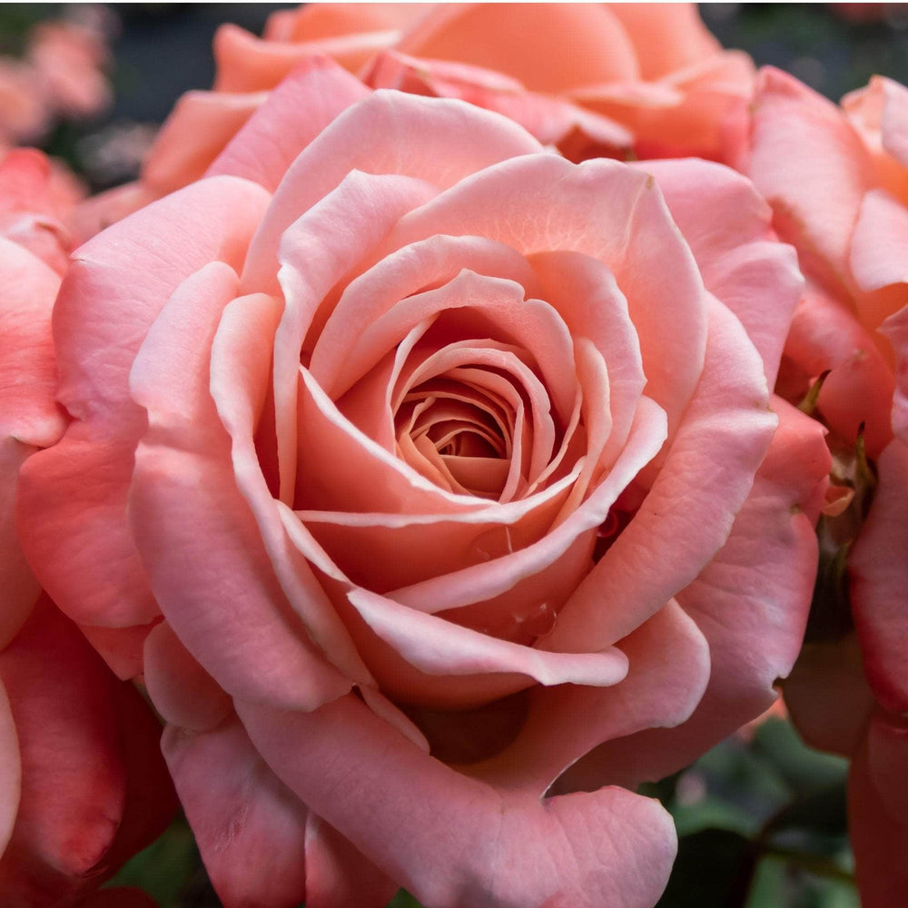 Acqua Garden Flowers Rose 'Fragrant Delight'