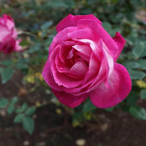 Acqua Garden Flowers Rose 'Gaujard'