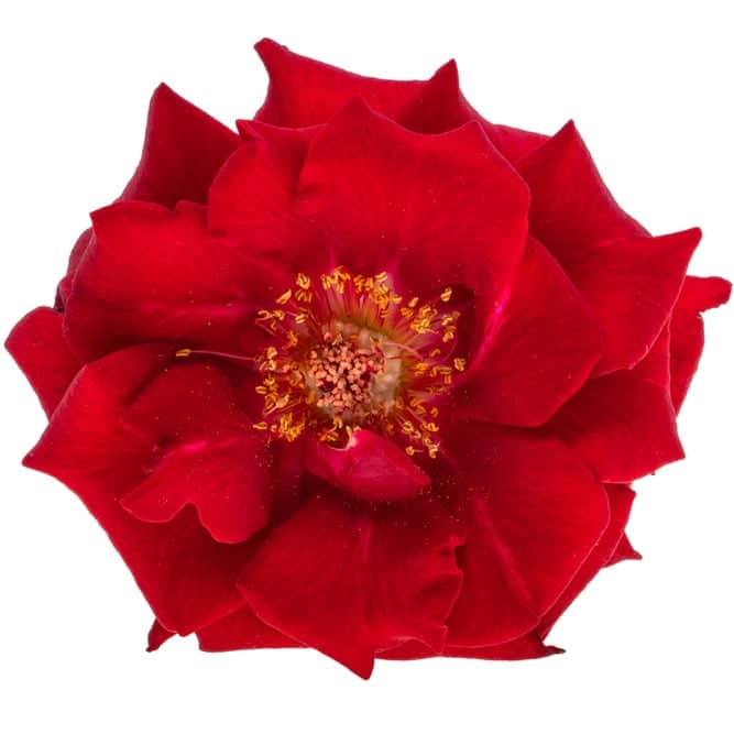 Acqua Garden Flowers Rose 'Grandpa's Rose'