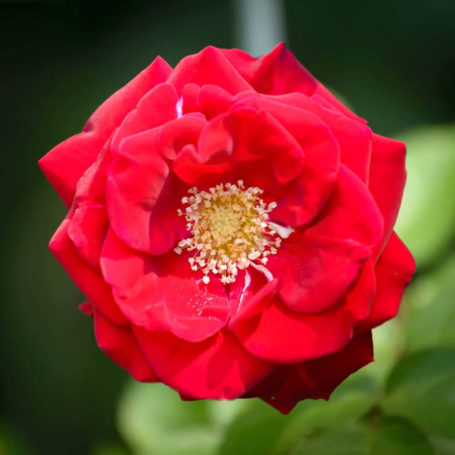 Acqua Garden Flowers Rose 'Grandpa's Rose'