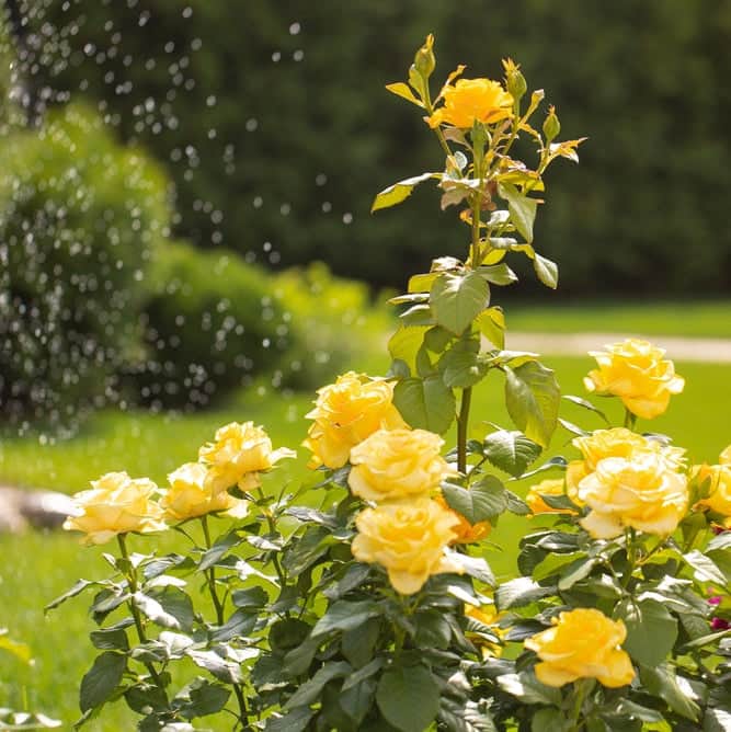 Acqua Garden Flowers Rose 'Happy Birthday'