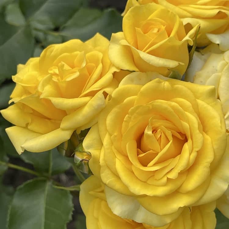 Acqua Garden Flowers Rose 'Happy Birthday'
