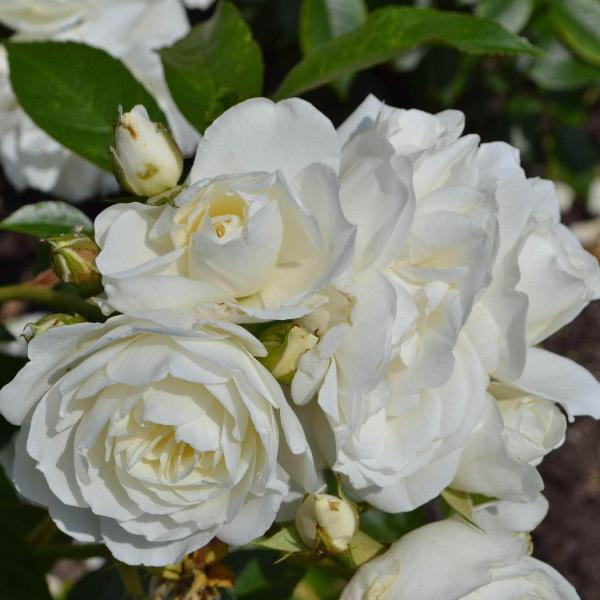 Acqua Garden Flowers Rose 'Iceberg'