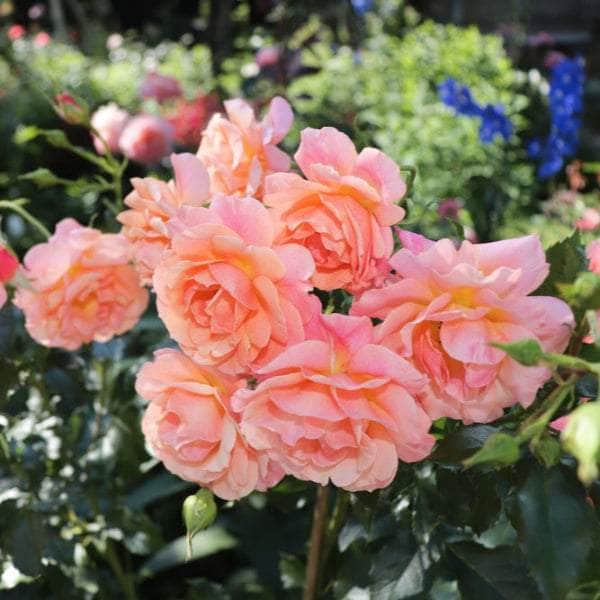 Acqua Garden Flowers Rose 'It's a Wonderful Life'