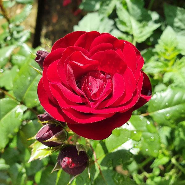 Acqua Garden Flowers Rose 'Lili Marlene'