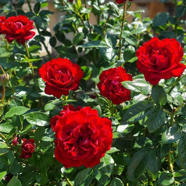 Acqua Garden Flowers Rose 'Lili Marlene'