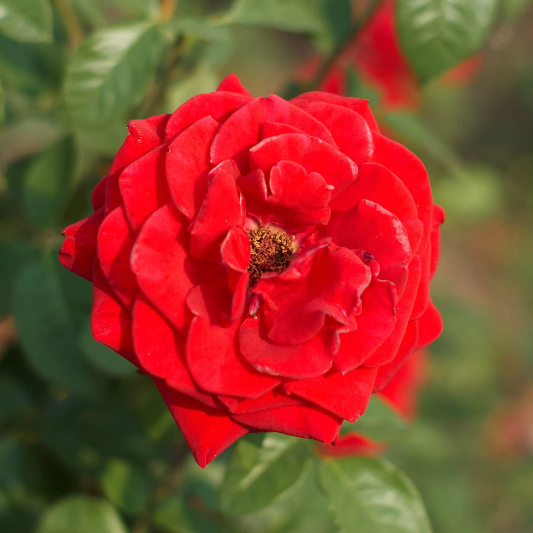 Acqua Garden Flowers Rose 'Lots of Kisses'
