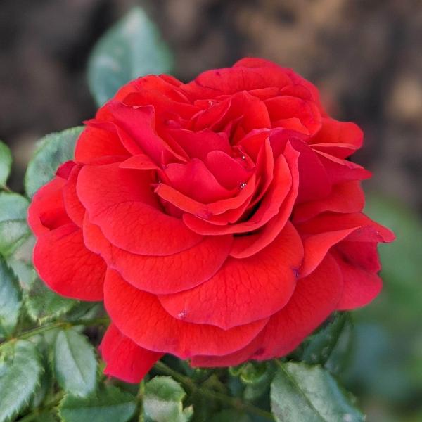 Acqua Garden Flowers Rose 'Lovestruck'