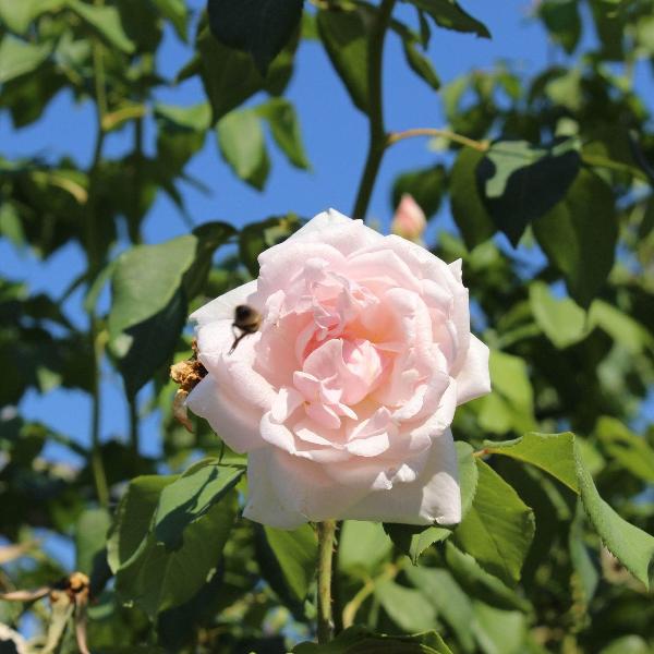 Acqua Garden Flowers Rose 'Madame Alfred Carriere'