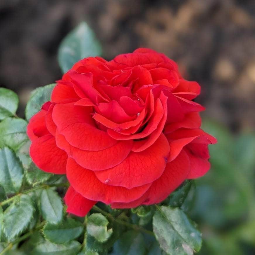 Acqua Garden Flowers Rose 'Mother's Day'