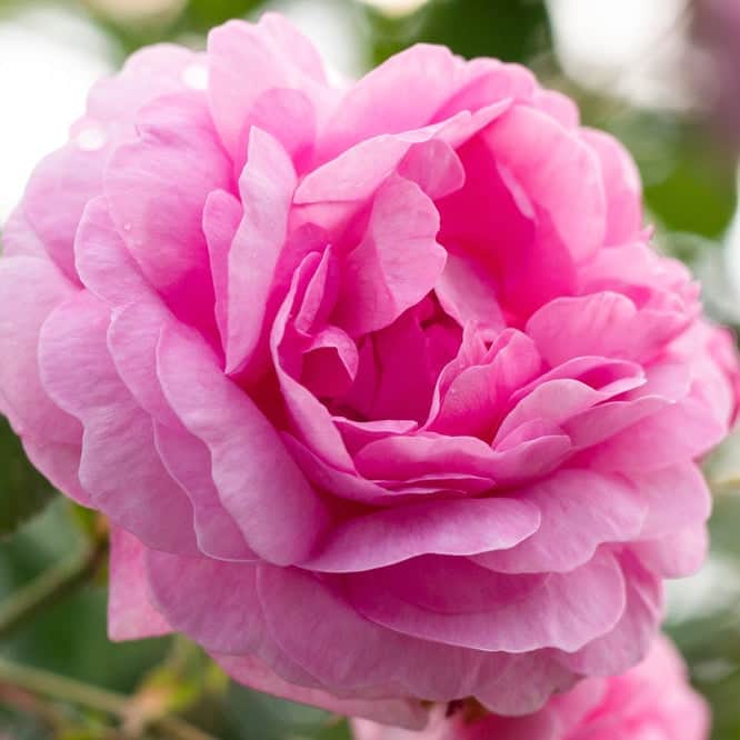 Acqua Garden Flowers Rose 'Mum in a Million'