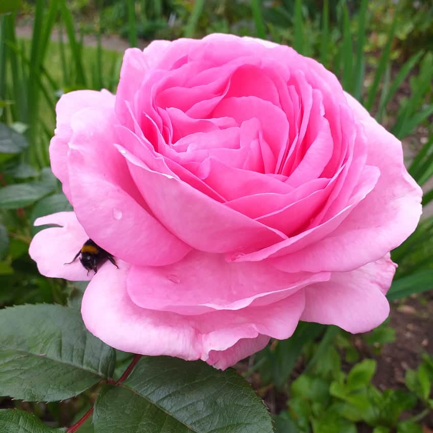 Acqua Garden Flowers Rose 'Mum in a Million'