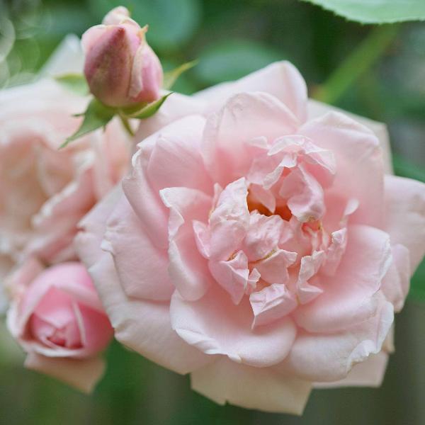 Acqua Garden Flowers Rose 'New Dawn'