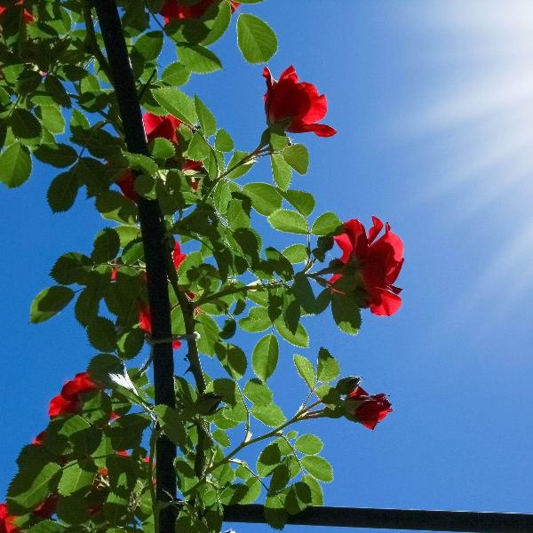 Acqua Garden Flowers Rose 'Paul's Scarlet'