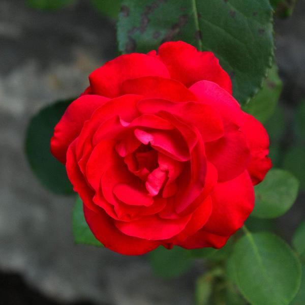 Acqua Garden Flowers Rose 'Paul's Scarlet'