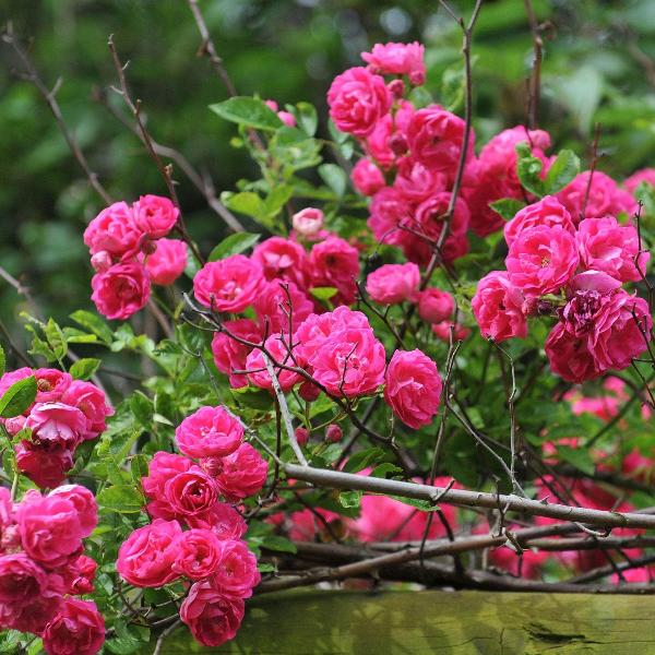 Acqua Garden Flowers Rose 'Pink Perpetue'