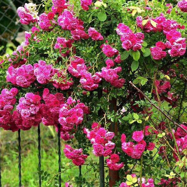 Acqua Garden Flowers Rose 'Pink Perpetue'