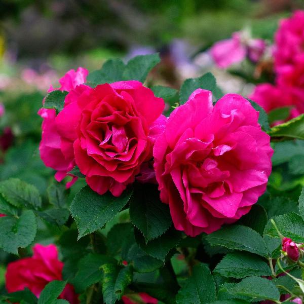 Acqua Garden Flowers Rose 'Pink Perpetue'