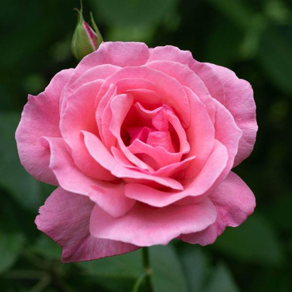 Acqua Garden Flowers Rose 'Queen Elizabeth'