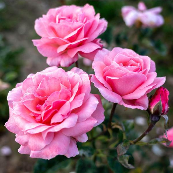 Acqua Garden Flowers Rose 'Queen Elizabeth'