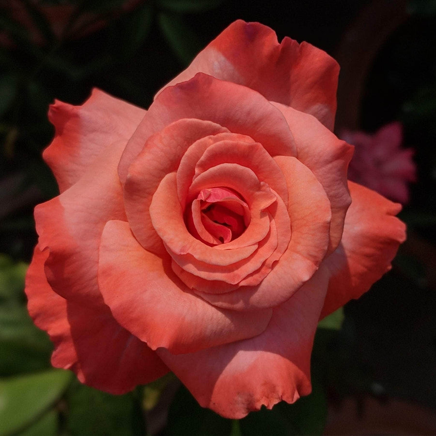 Acqua Garden Flowers Rose 'Remember Me'