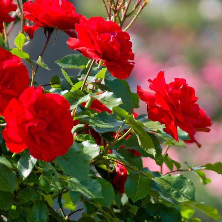 Acqua Garden Flowers Rose 'Remembrance'