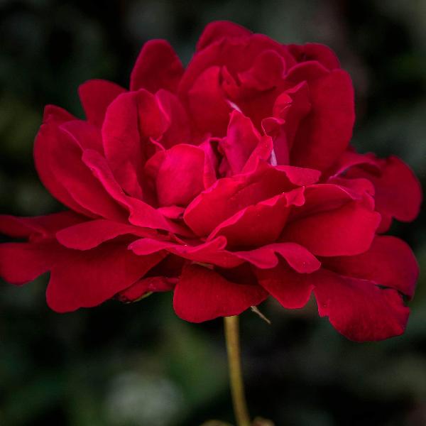 Acqua Garden Flowers Rose 'Ruby Wedding'