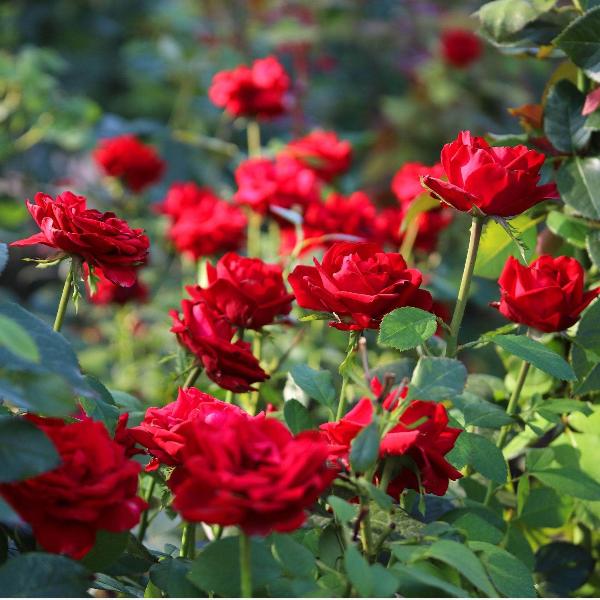 Acqua Garden Flowers Rose 'Ruby Wedding'