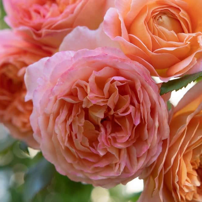 Acqua Garden Flowers Rose 'Sweet Wonder'