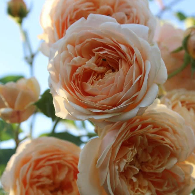 Acqua Garden Flowers Rose 'Sweet Wonder'