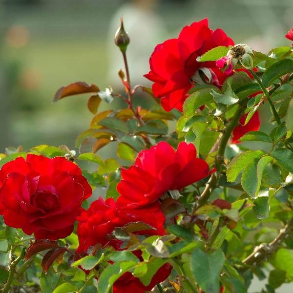 Acqua Garden Flowers Rose 'Trumpeter'