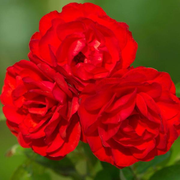 Acqua Garden Flowers Rose 'Trumpeter'