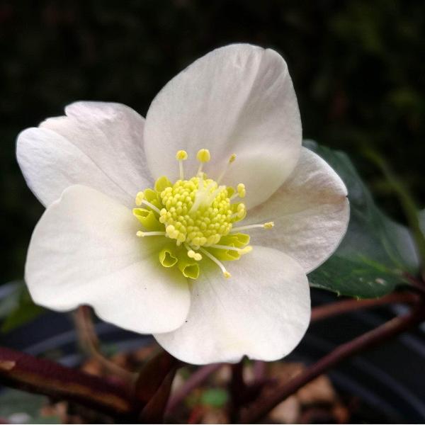 Acqua Garden Flowers Rose 'Wedding Day'