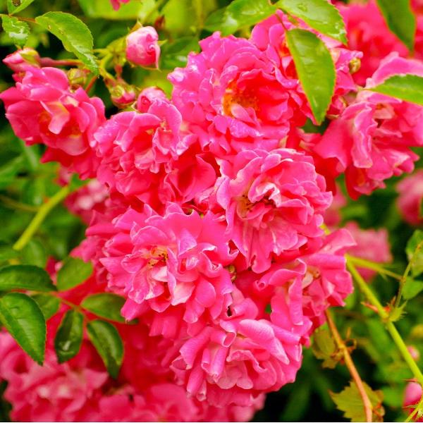 Acqua Garden Flowers Rose 'Zephirine Drouhin'