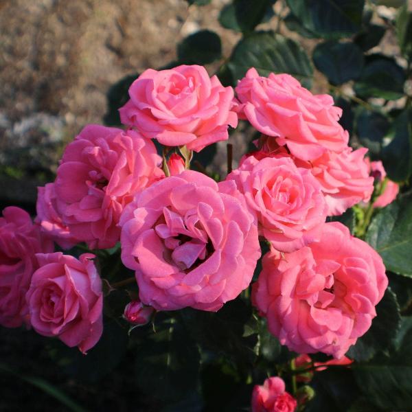 Acqua Garden Flowers Rose 'Zephirine Drouhin'